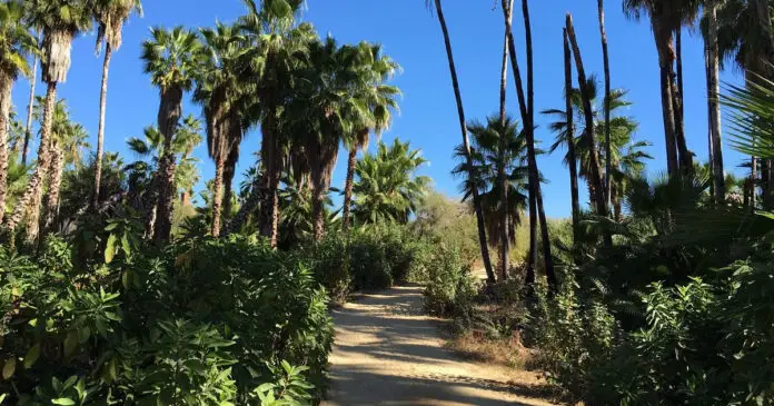 elinformantebcs.mx-todos-santos-palmar