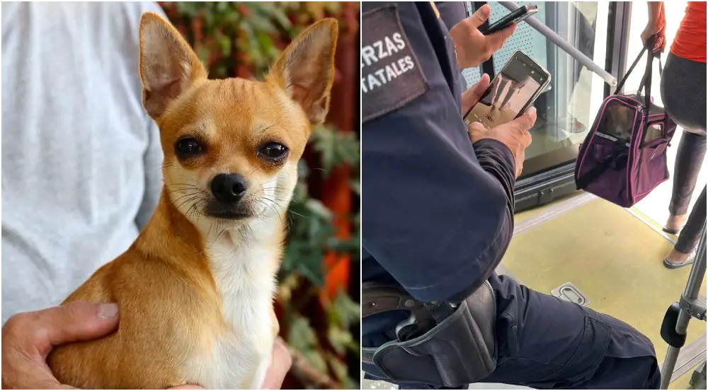 Passenger Removed From Va Y Ven In Mérida For Carrying Her Little Dog.