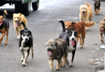 Querétaro reinforces free sterilization and adoption to prevent animal abandonment and abuse