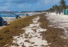 QRoo: alert for 75% increase in sargassum at Easter