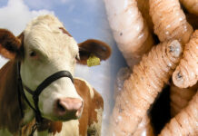 Tamaulipas reduces screwworm cases, continues to have a high presence in Chiapas, Oaxaca, and Veracruz