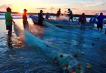 Shrimp ban without studies: Uncertainty and fishing conflicts in Nayarit
