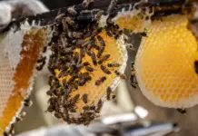 Colima, a national benchmark in the protection of pollinators