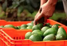 Michoacán farmers threaten protests over low prices for avocados, lemons, corn, and tomatoes.