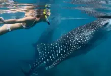Want to swim with a whale shark? This is the best month to do it in La Paz.