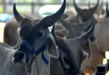 In Yucatán, the screwworm plague already affects 86 municipalities, affecting bulls and horses.