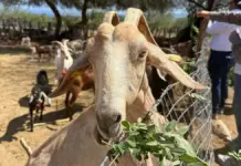 Rancho Las Cacachilas combines agricultural production and learning in the middle of the Southern California desert.