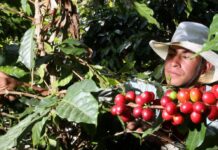 Nayarit seeks designation of origin for its coffee