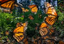 Michoacán expects an increase in the monarch butterfly population by 2025.