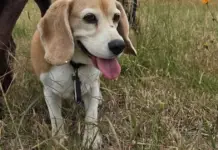 Following Halo’s disappearance, Aaron Ramsey’s family files a complaint against the San Miguel de Allende dog hotel.