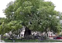 The Pochota: a historical and cultural tree of Chiapas