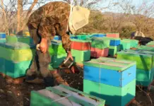 In Colima, beehives have been reduced by 40% and honey production has fallen.