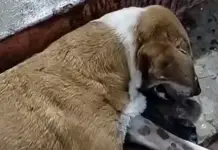 Extermination of dogs at the Mérida Central Supply Center