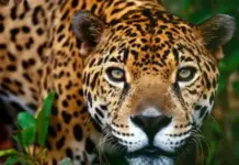 Nayarit Coffee: A flavor that protects the jaguar