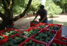 Avocado growers in Michoacán call for a national strike on October 14.
