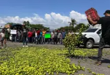 Since 2021, Sedena has known who is extorting lemon growers and their ties to the Michoacán government.