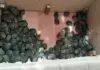 In Chiapas, a man was arrested for illegally transporting more than 3,000 turtles.