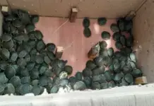 In Chiapas, a man was arrested for illegally transporting more than 3,000 turtles.