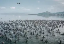 The expansion of the port of Manzanillo threatens Colima’s largest wetland