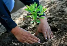 Durango makes progress in reforestation with the support of ejidos and communities