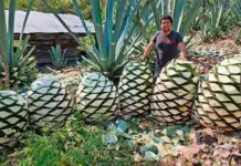 Trump era hits totopo and mezcal producers in Oaxaca