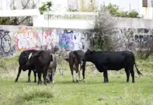 70% of the meat in Querétaro is imported