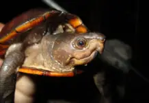 Yucatán is home to six endangered species of turtles