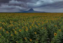 This is how the sunflower field opened in Tamaulipas