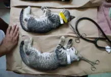 Mass culling of dogs and cats reported at Cancun Animal Welfare Center due to distemper outbreak