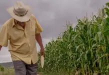 Criminal group in Durango: producers denounce tax collection in the Mexican countryside