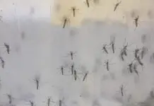 Dengue cases skyrocket 96% in Baja California Sur during the last month