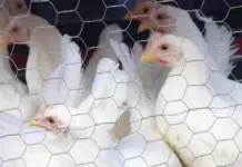 Baja California Sur, Jalisco, and Sonora are the main destinations for livestock products from BC