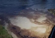 Oil spill affects the Cazones River in Veracruz