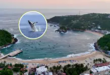 Ballena Fest 2025: What to do at the Puerto Ángel fair