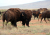 Bison return to Coahuila: 44 specimens released in the El Santuario reserve
