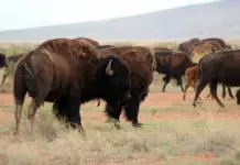 Bison return to Coahuila: 44 specimens released in the El Santuario reserve