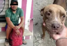 Man arrested for sexually abusing dog in Quintana Roo
