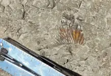 INAH confirms: dinosaur footprints discovered between Puebla and Oaxaca