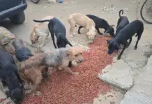 65 dogs rescued from clandestine slaughterhouse in Oaxaca; one person arrested