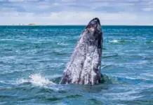 This tax paid by foreign travelers finances works and environmental protection in Baja California Sur.