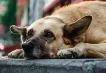 Investigations into animal abuse in Tabasco will increase by 67% in 2025.