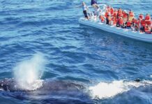 The official whale watching season begins in Nayarit and Jalisco