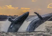 Which whale species arrive in Mexico each winter?