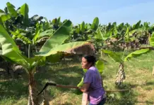 Banana growers in Chiapas are asking for support after losses due to rains and US tariffs