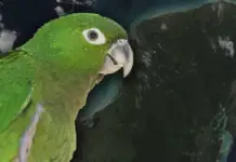 The K’ili, the Mayan parrot at critical risk of disappearing in Campeche