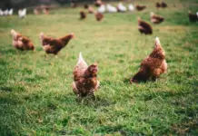 They highlight Mexico’s progress towards cage-free eggs.