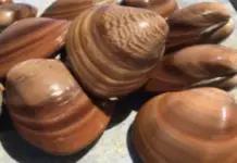 Chocolate clam fishing ban begins in Loreto