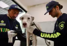 Mérida, the first Mexican municipality to join an international initiative