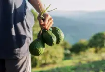 Michoacán maintains its leadership in avocado production, but registers declines.