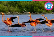 American Flamingos: Guardians of the ecosystem in Cozumel